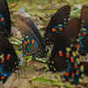 Landscapes buzzing with butterflies