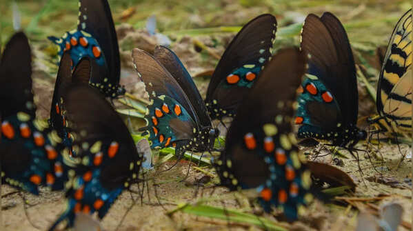 Landscapes buzzing with butterflies