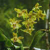Diverse orchid population