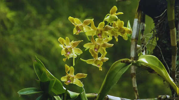 Diverse orchid population