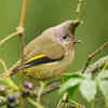 A paradise for birdwatchers