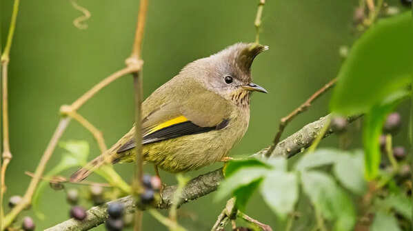 A paradise for birdwatchers