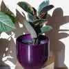 Rubber plant for temperature balance