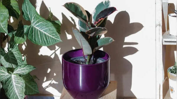 Rubber plant for temperature balance