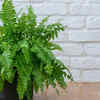 Boston fern for moisture retention