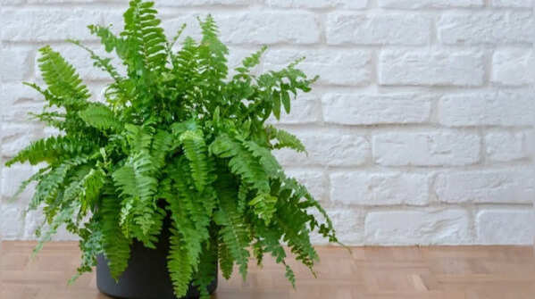 Boston fern for moisture retention