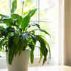 Article image for: Peace lily for humidity balance