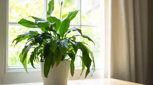 Peace lily for humidity balance