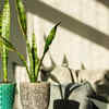 Article image for: Snake plant for better air quality