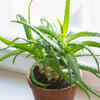 Aloe vera for heat absorption