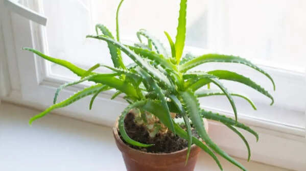 Aloe vera for heat absorption