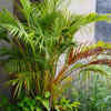 Areca palm for natural cooling
