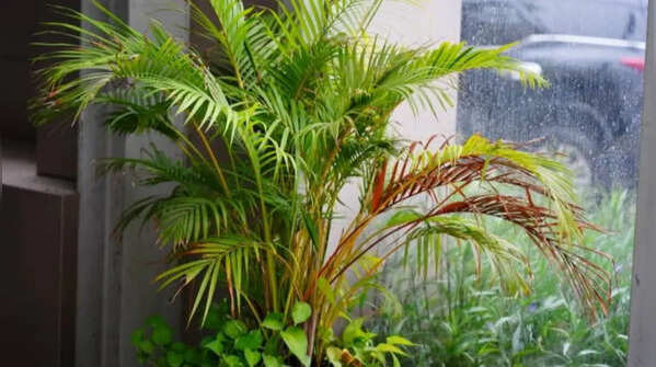 Areca palm for natural cooling