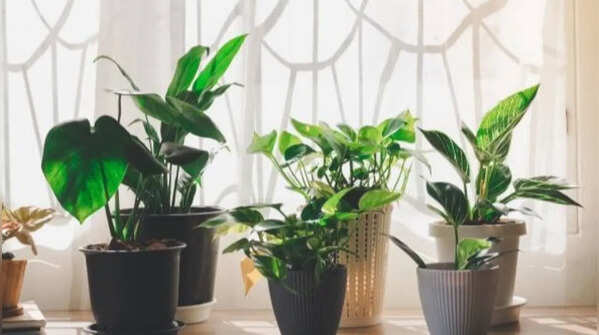 Indoor plants that can keep your home cool during summer