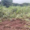 Article image for: Over Rs 11 crore paid as compensation for losses caused by wildlife in Kolhapur district