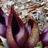 Skunk cabbage