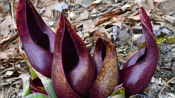 Skunk cabbage