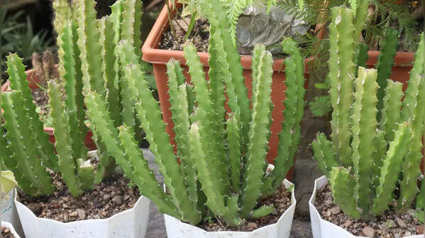 Stapelia gigantea (Carrion flower)
