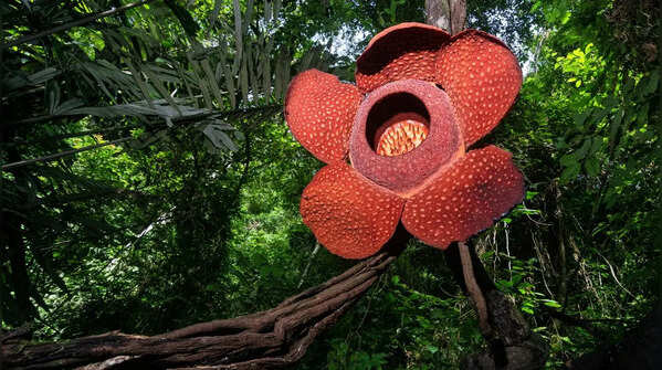 Rafflesia arnoldii