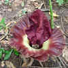 Article image for: <i class="tbold">titan</i> Arum (Corpse flower)
