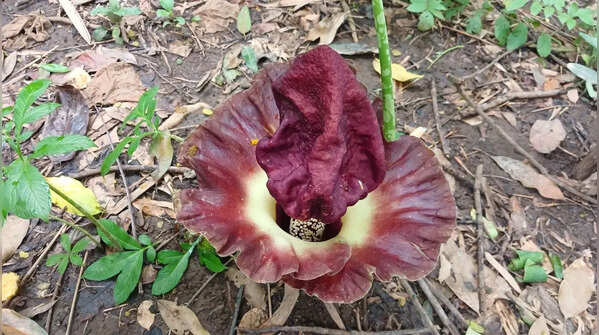Titan Arum (Corpse flower)