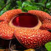 Article image for: GK fact of the day: 5 <i class="tbold">flowers</i> that look beautiful but smell absolutely terrible