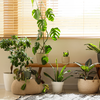 Article image for: Use Greenery as a Soft Climate <i class="tbold">strategy</i>