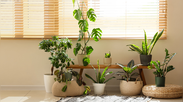 Use Greenery as a Soft Climate Strategy
