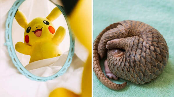5 Pokémon that secretly exist in the real world