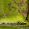 Caterpie and the Tiger Swallowtail Caterpillar