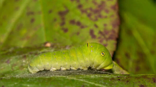 Caterpie and the Tiger Swallowtail Caterpillar