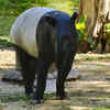 Drowzee and the Malayan Tapir