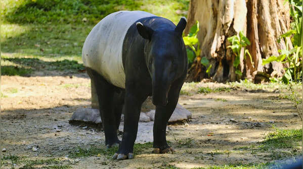 Drowzee and the Malayan Tapir