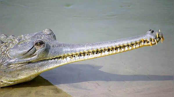 Krookodile and the Indian Gharial