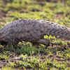 Sandshrew and the Sunda Pangolin