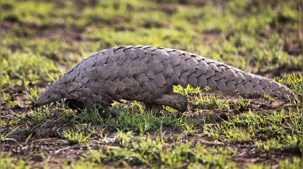 Sandshrew and the Sunda Pangolin