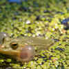 Poliwag and the Glass Frog Tadpole