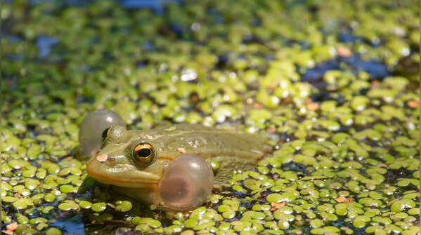 Poliwag and the Glass Frog Tadpole