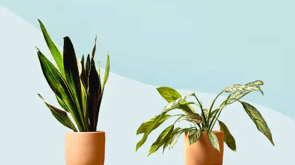 The best low-maintenance plants that survive even without daily tending
