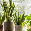 Article image for: Snake plant
