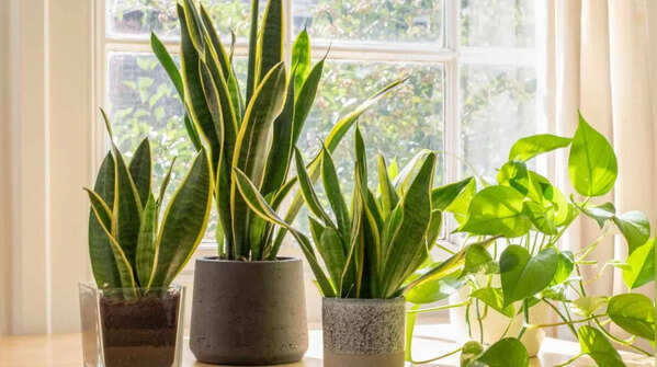 Snake plant