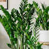 Article image for: ZZ plant