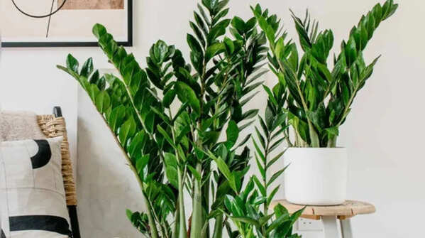 ZZ plant