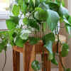 Pothos