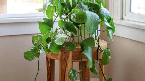 Pothos