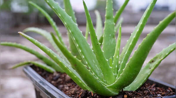 Aloe Vera