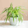 Article image for: Spider plant