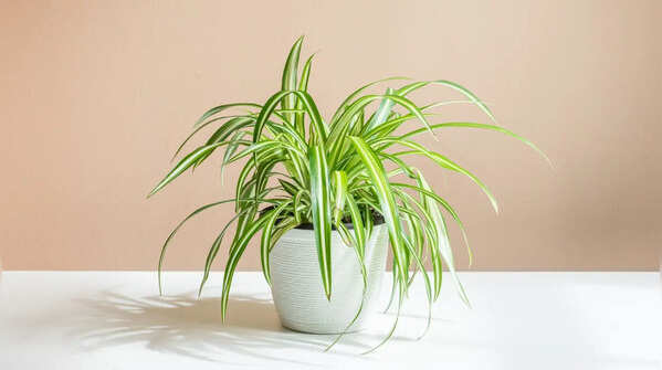 Spider plant