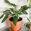 Article image for: Cast iron plant
