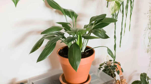 Cast iron plant